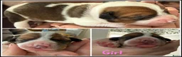 Mixed Breed dogs for sale: Border Collie X &  Jack Russell Pups in Stourport-on-Severn - Advert 8