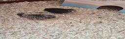 Quail poultry for sale: Button quail hatching eggs for sale  - Advert 8