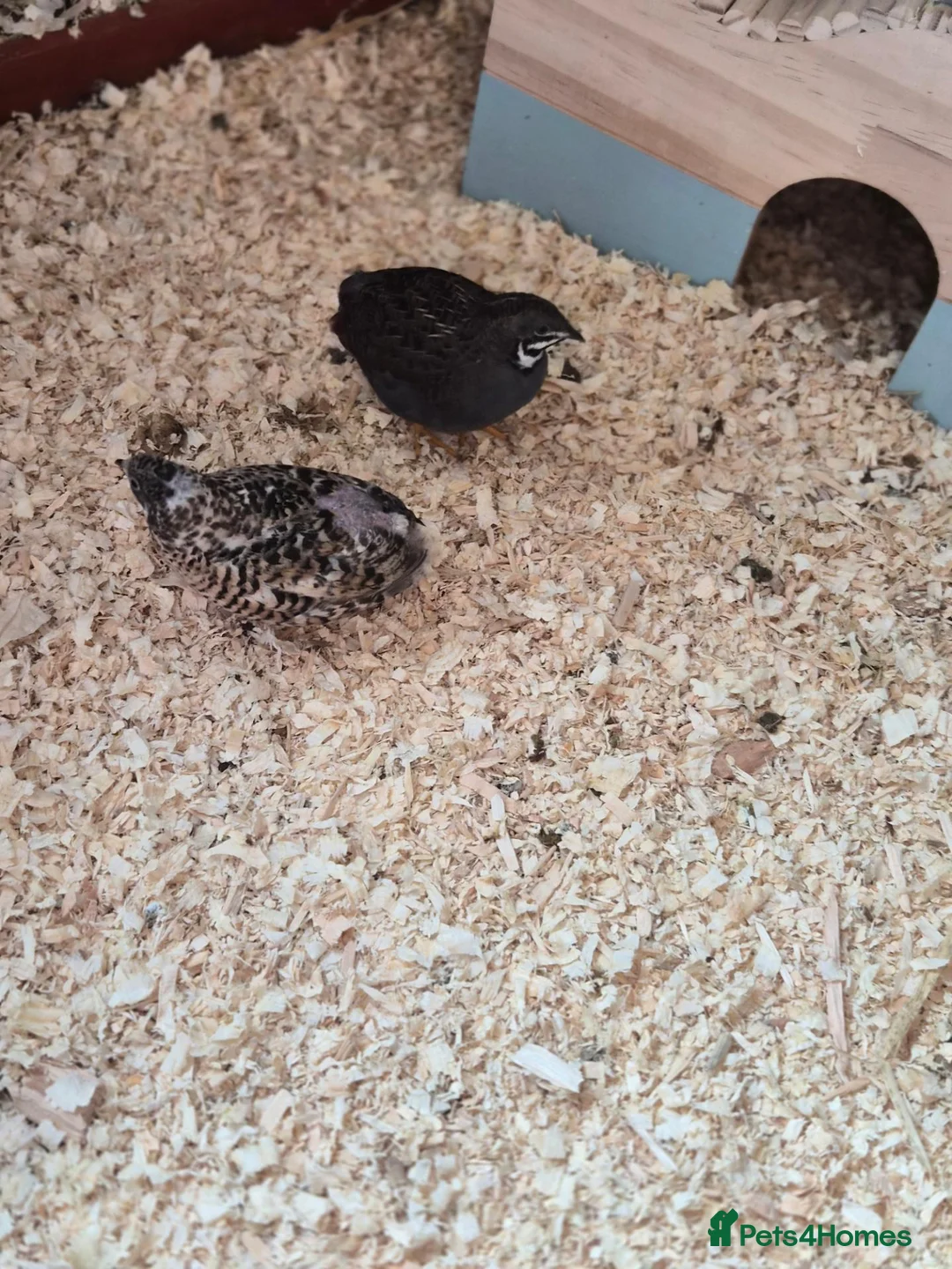 Quail poultry for sale: Button quail hatching eggs for sale  - Advert 8