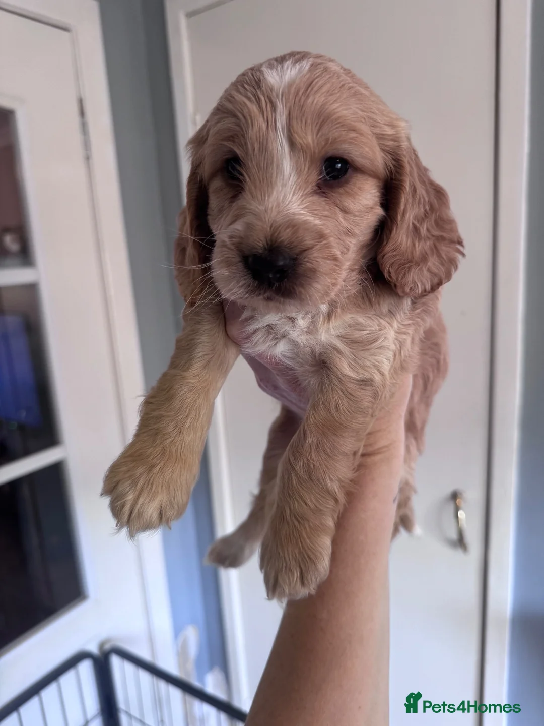 Cockapoo dogs for sale: 3 males and 3 females - Advert 19