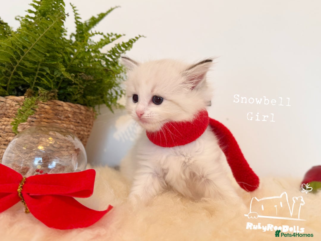 Ragdoll cats for sale: 🌟DNA Test🏆GCCF/TICA Championship Ragdoll Kitten - Advert 30