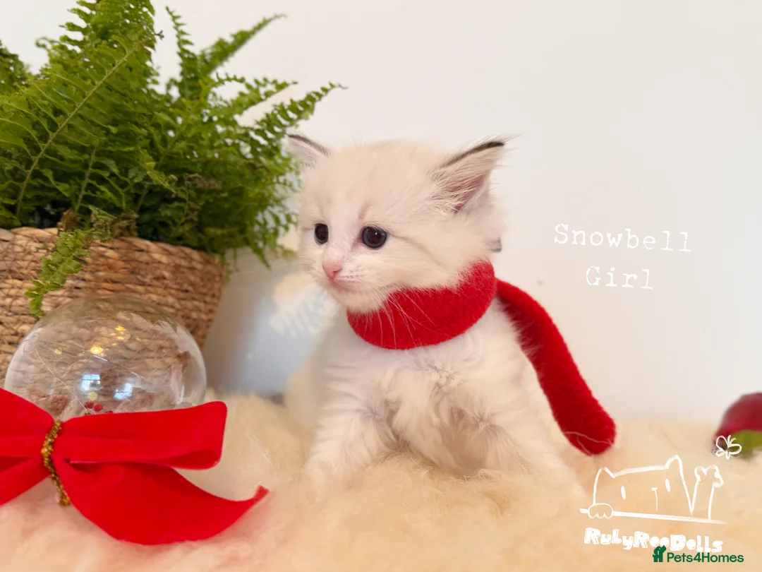 Ragdoll cats for sale: 🌟Waiting List Open🏆GCCF/TICA DNA Tested Ragdoll  - Advert 30