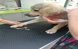 Mixed Breed dogs for adoption: SISSY, a Beautiful Young Girl - for a Loving Home - Image 5