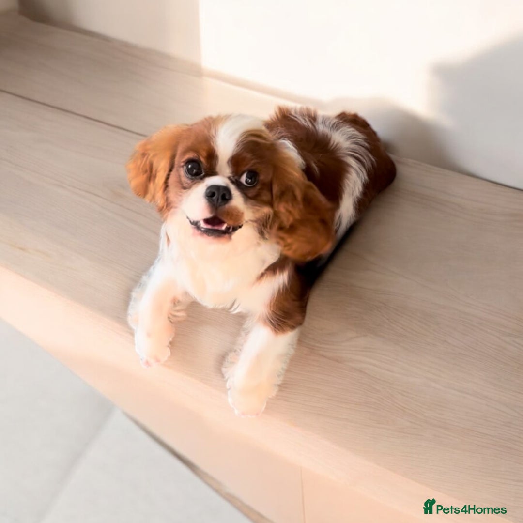 Cavalier King Charles Spaniel dogs for stud: Merlesque 5⭐️ cavalier stud DNA/Heart/Eye tests in Birmingham - Advert 6