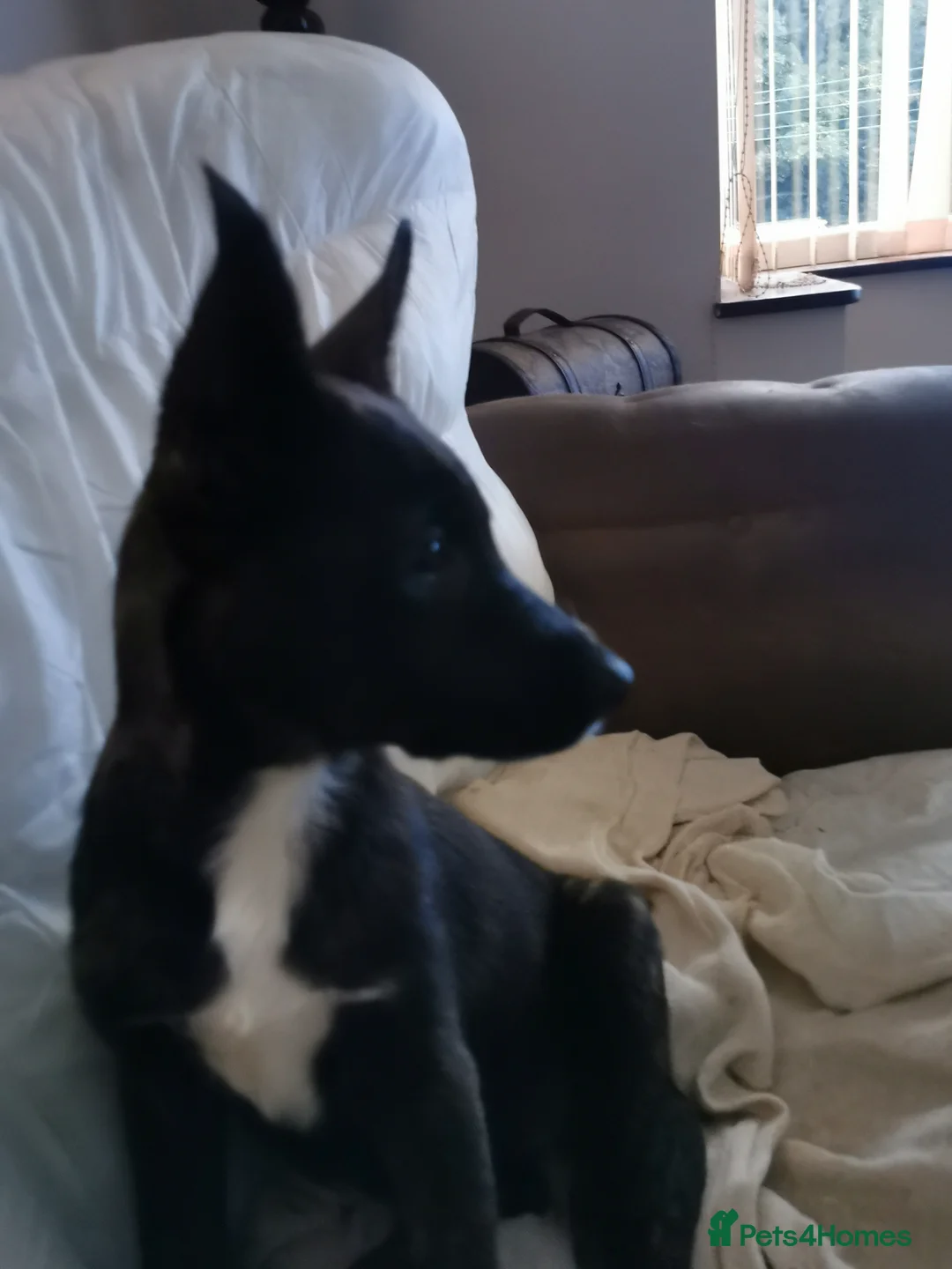 German Shepherd dogs for sale: Beautiful German shepard pups  - Advert 2