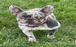 French Bulldog dogs for sale: French Bulldog - Image 11