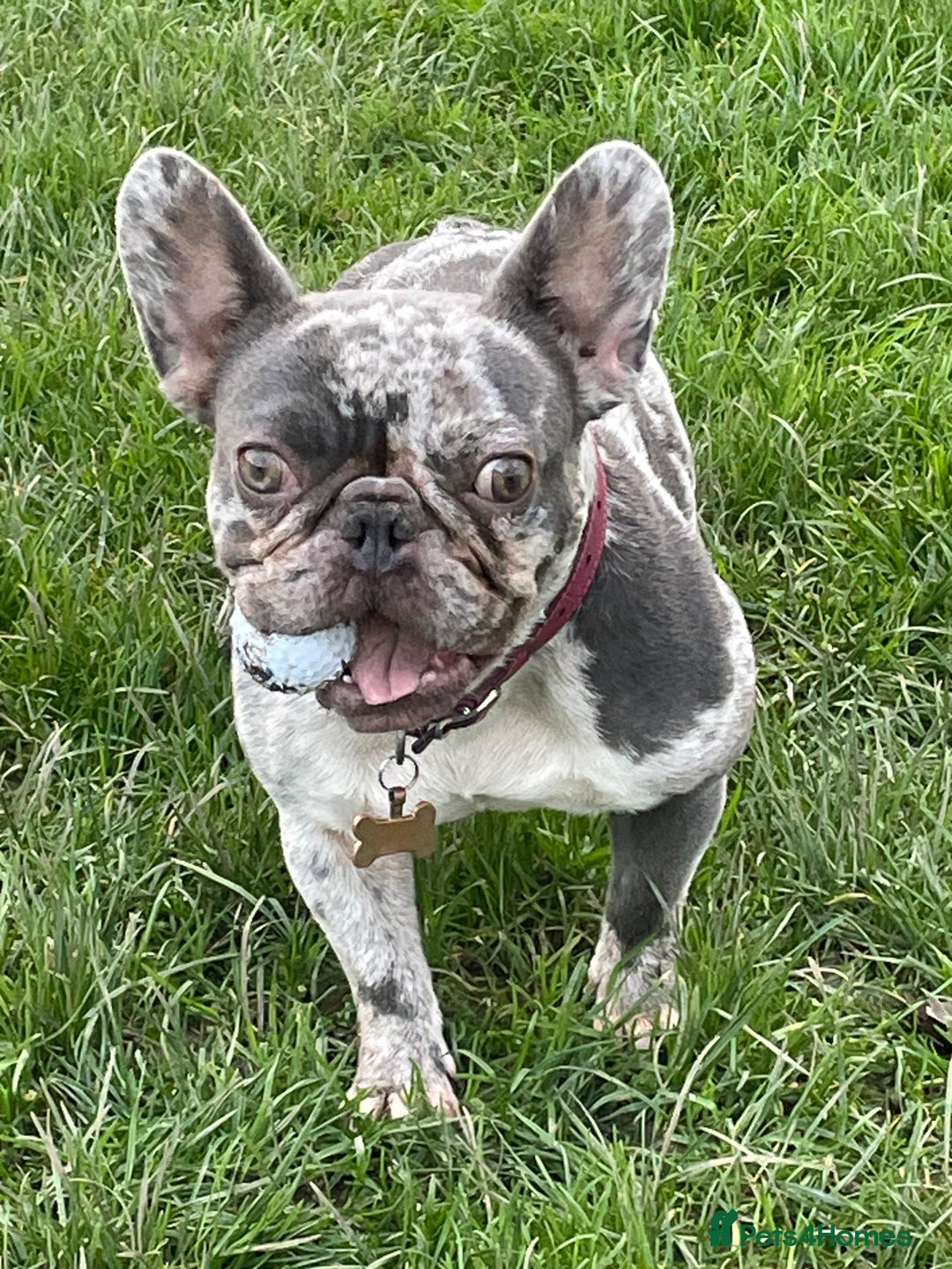 French Bulldog dogs for sale: French Bulldog - Image 11