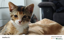 American Shorthair cats for sale: 🐾 Adorable Young Calico Cat Looking  - Image 6