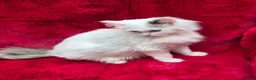 Ragdoll cats for sale: GCCF Registered Ragdoll Kittens  - Advert 3