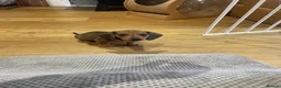 Miniature Dachshund dogs for sale: Super small and lovely - Mini dachshund  in Northampton - Advert 8