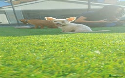 Chihuahua dogs for sale: 🐾Adorable Chihuahua Puppies Need 4ever Homes🐾 - Image 7