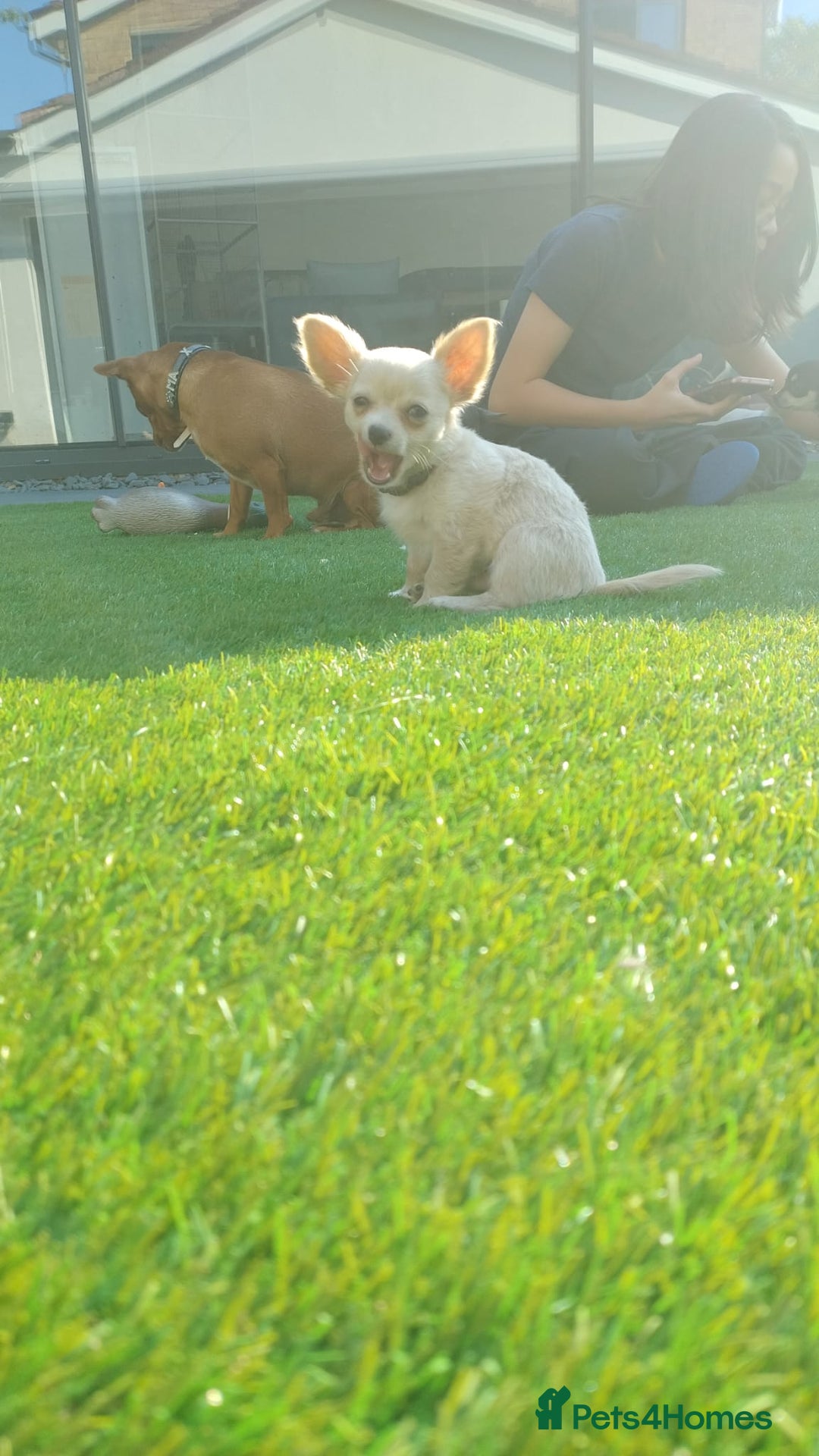 Chihuahua dogs for sale: 🐾Adorable Chihuahua Puppies Need 4ever Homes🐾 - Image 7