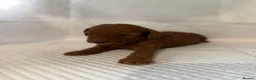 Miniature Poodle dogs for sale: Deep red kc reg miniture poodle puppy’s  - Advert 10