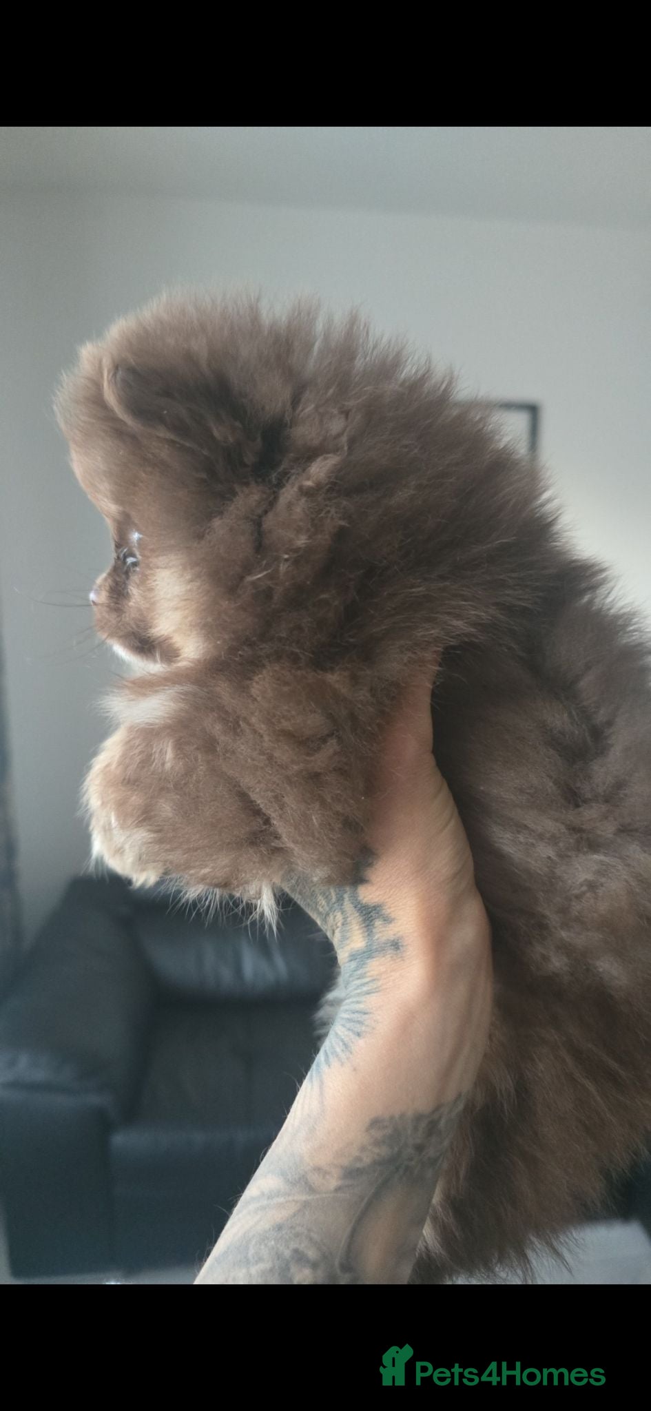 Pomeranian dogs Teddy bear Pomeranian puppies .rare lilac  - Advert 18