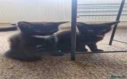 British Shorthair cats for sale: 🐾Two Adorable Kittens🐾 - Image 2