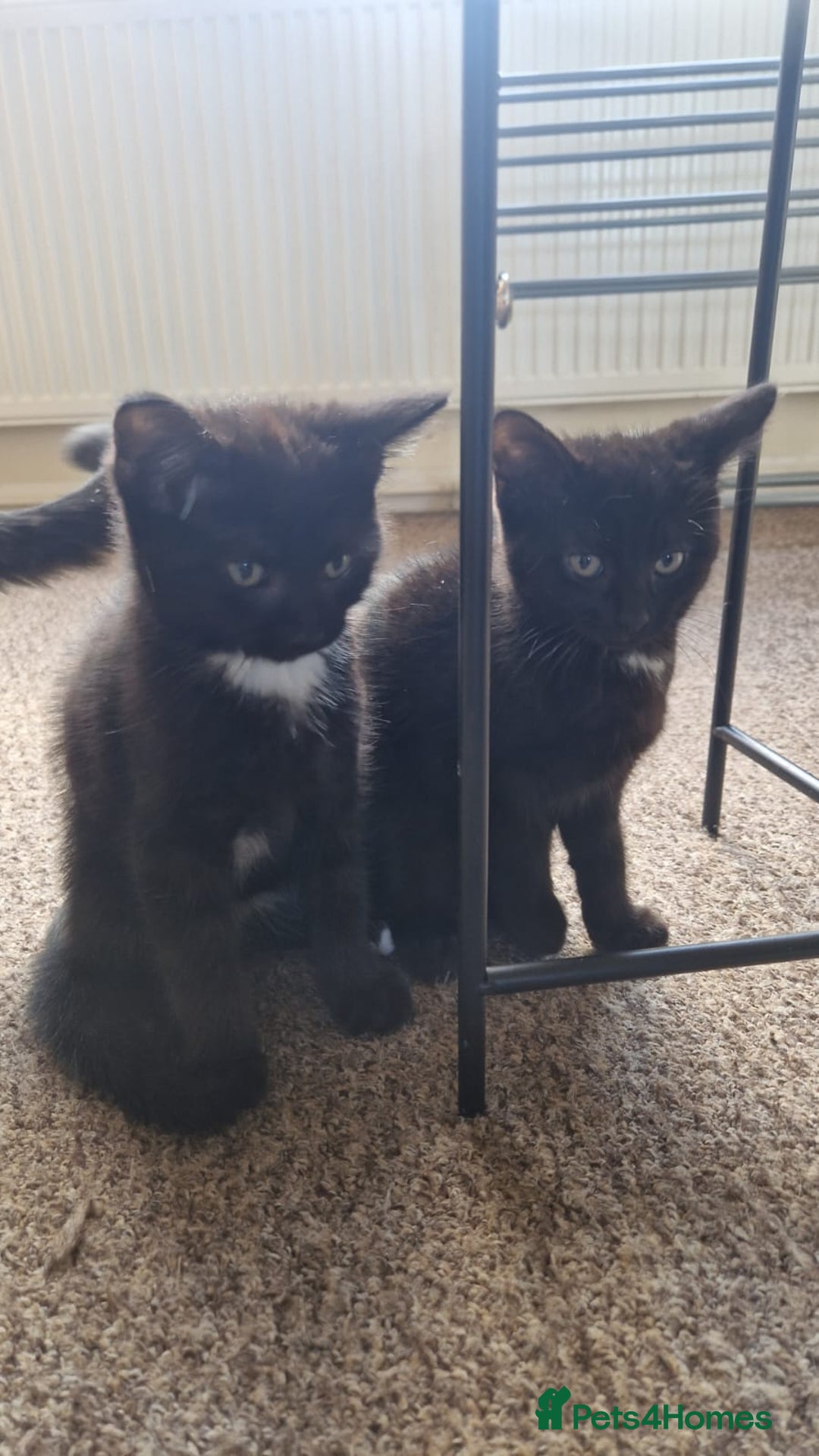British Shorthair cats for sale: 🐾Two Adorable Kittens🐾 - Image 2