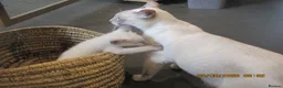 Siamese cats for sale: siamese kittens - Advert 1