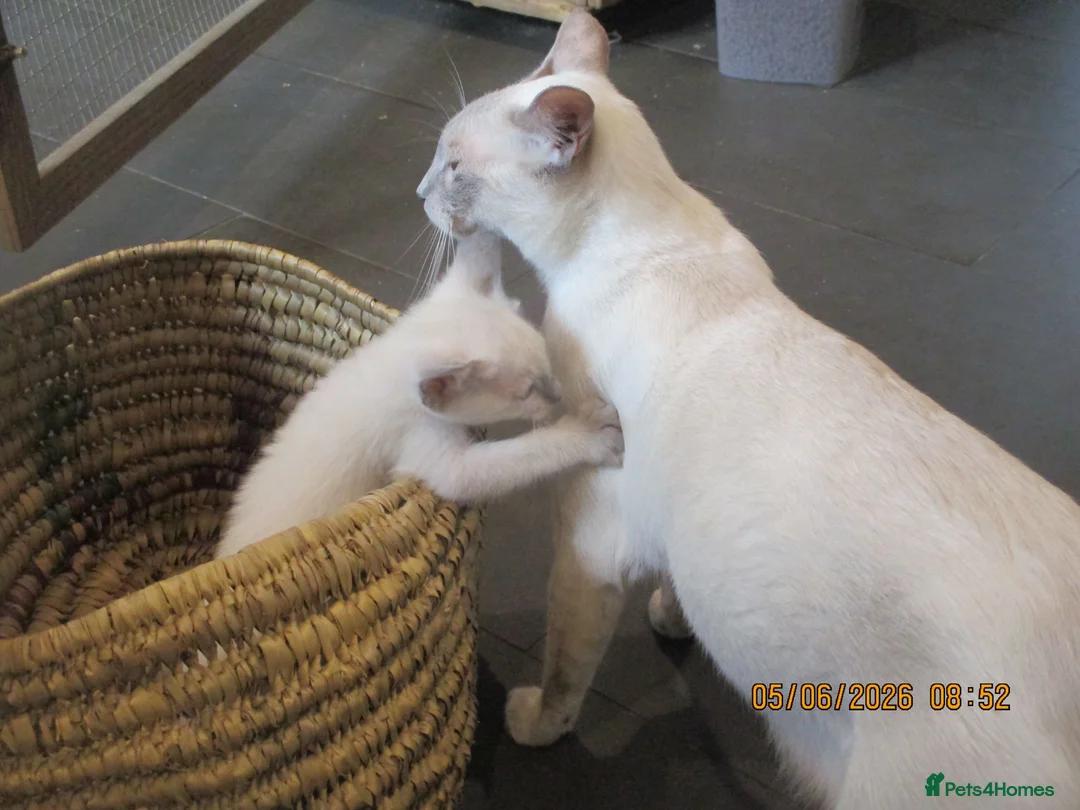 Siamese cats for sale: siamese kittens - Advert 1