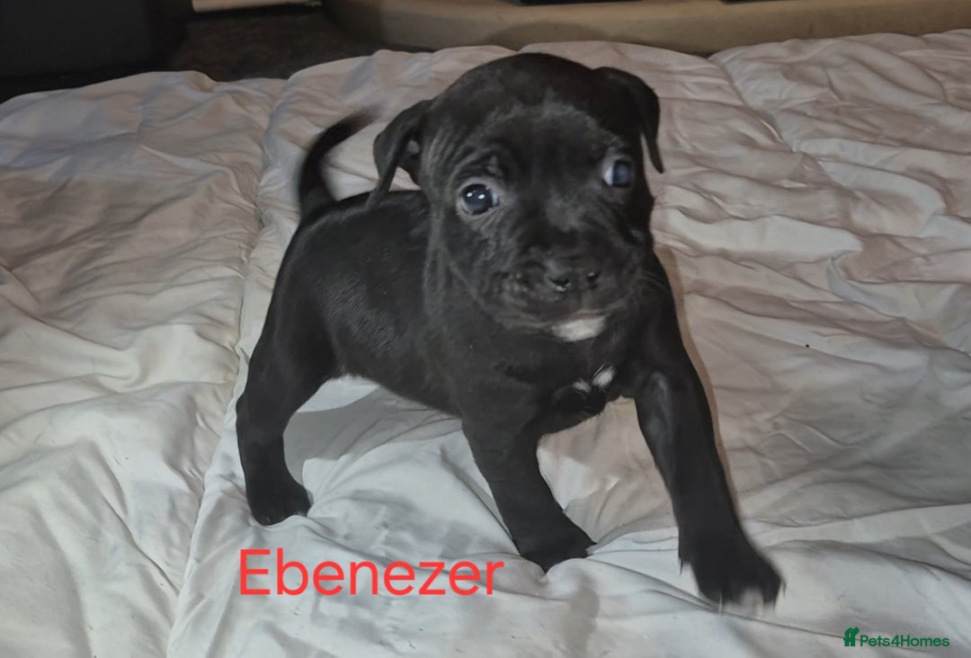 Staffordshire Bull Terrier dogs for sale: Exceptional Staffy Bull Terriers– Valglo Bloodline - Advert 18