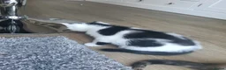 Mixed Breed cats for sale: 4 Beautiful cheeky kittens  - Advert 11