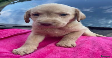 Labrador Retriever dogs in Ware - Advert 8