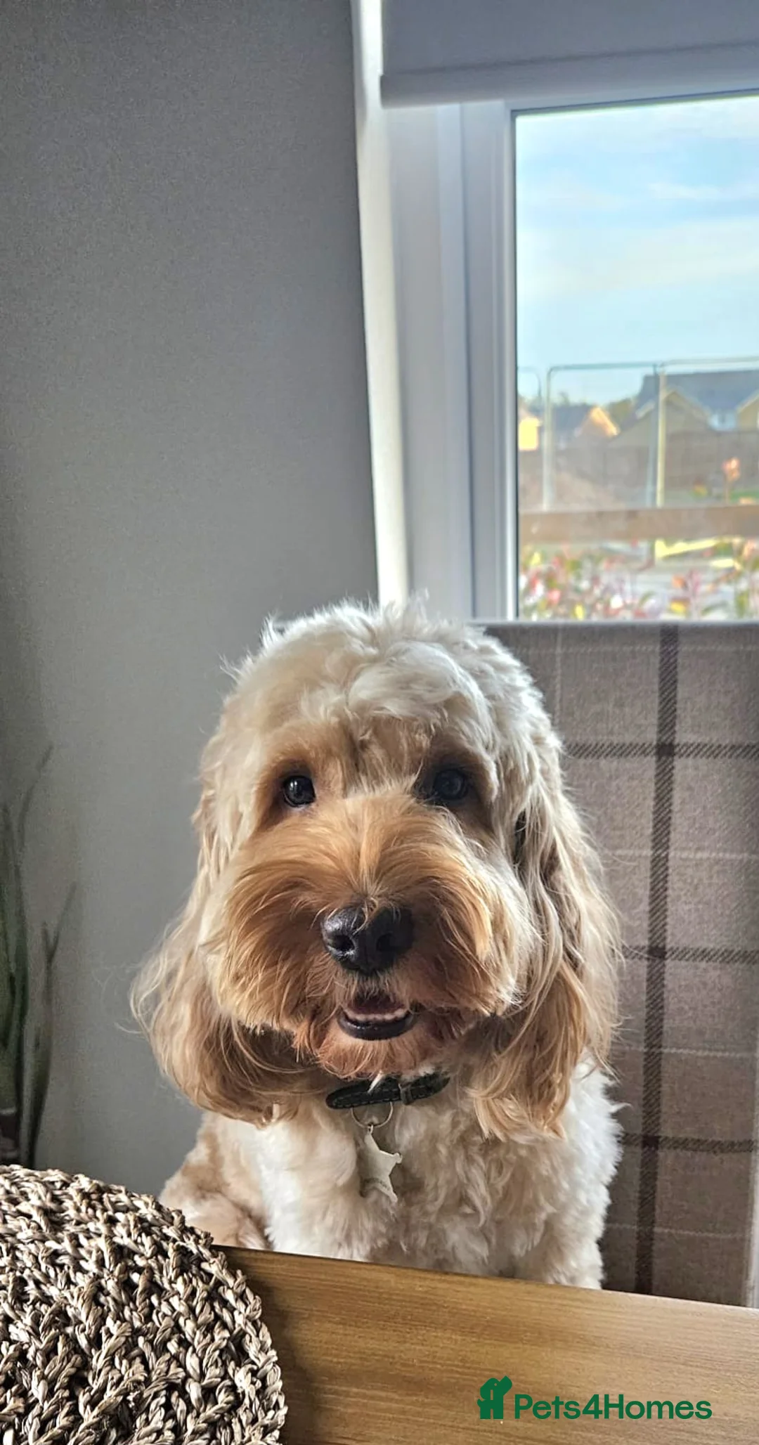 Cockapoo dogs for stud: Lovely proven F1 cockapoo for stud -Health Checked in Lanark - Advert 3