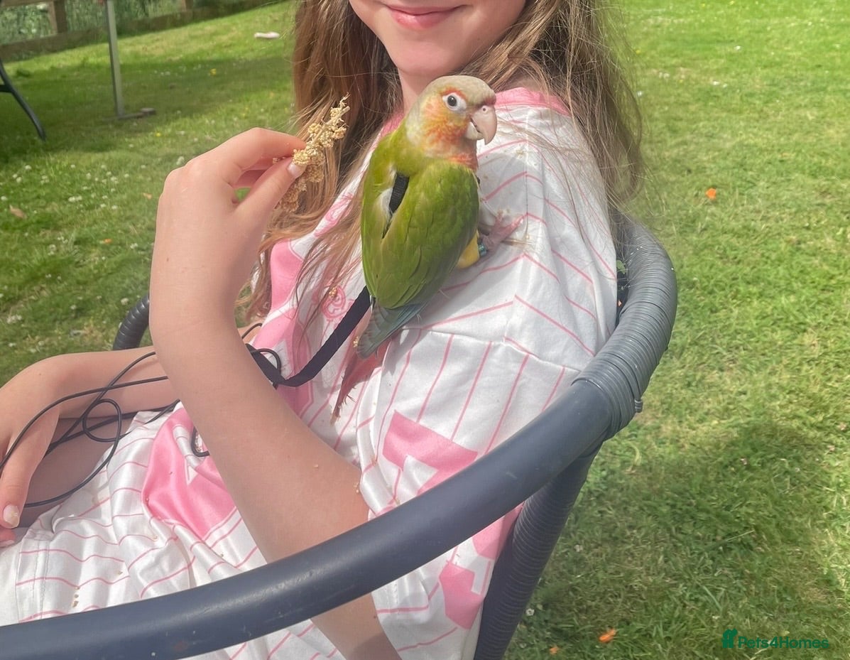 Conures birds Green Cheek Conure Parrot - plus cage etc - Advert 1