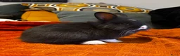 Mixed Breed rabbits for sale: Beautiful Baby Rabbits – Two Lovely Litters - Advert 10