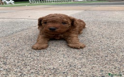 Toy Poodle dogs for sale: One of a kind deep red toy poodle boy - Image 17