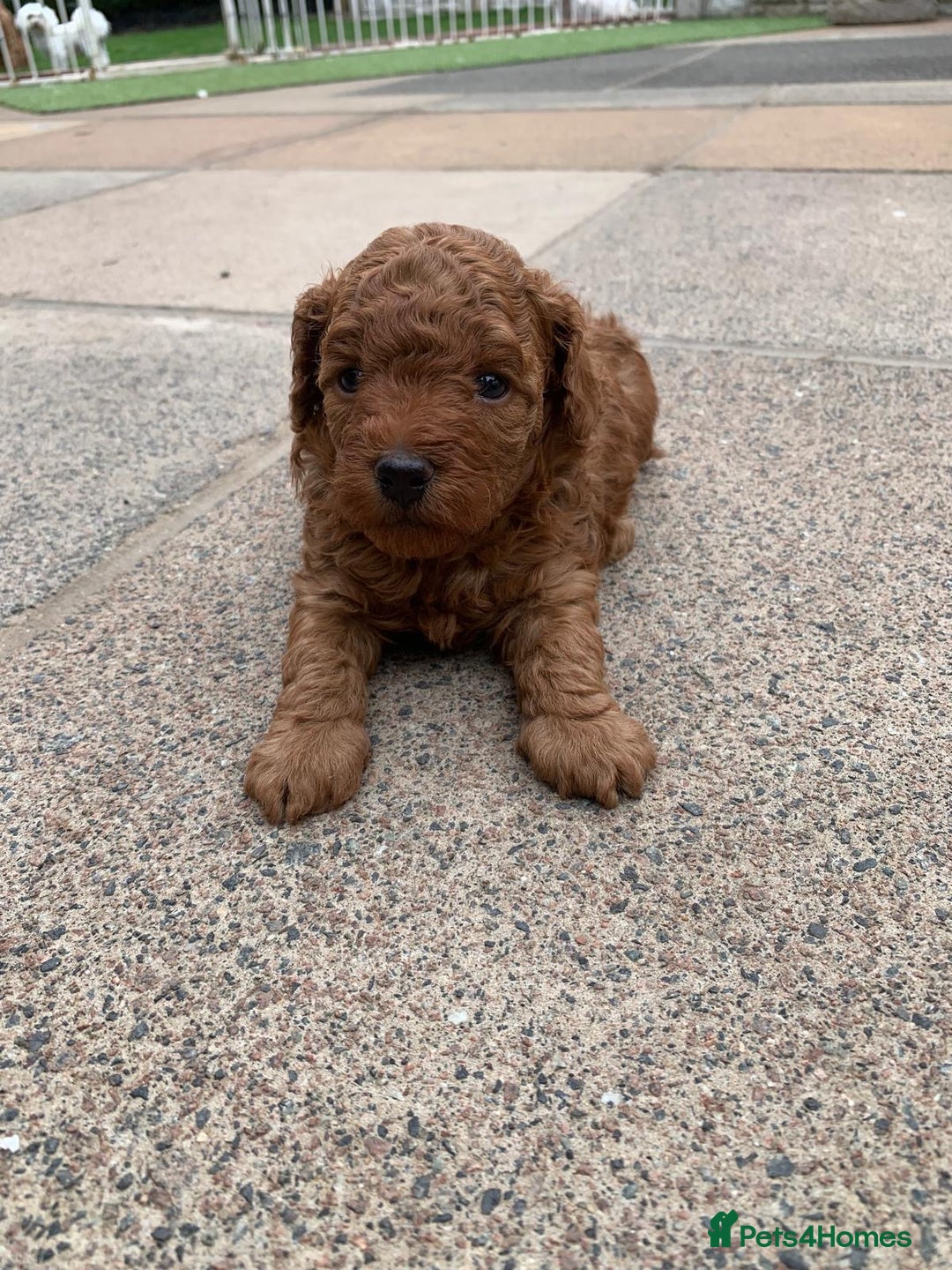 Toy Poodle dogs for sale: One of a kind deep red toy poodle boy - Image 17