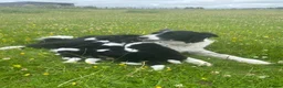Border Collie dogs for sale: Border Collies Puppies in Lauder - Advert 17
