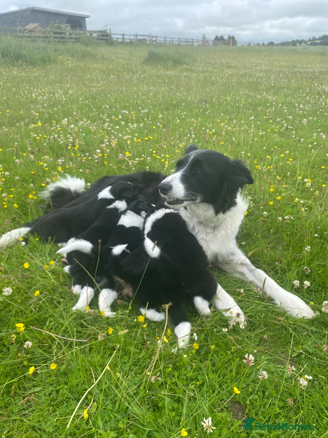 Border Collie dogs for sale: Border Collies Puppies in Lauder - Advert 17
