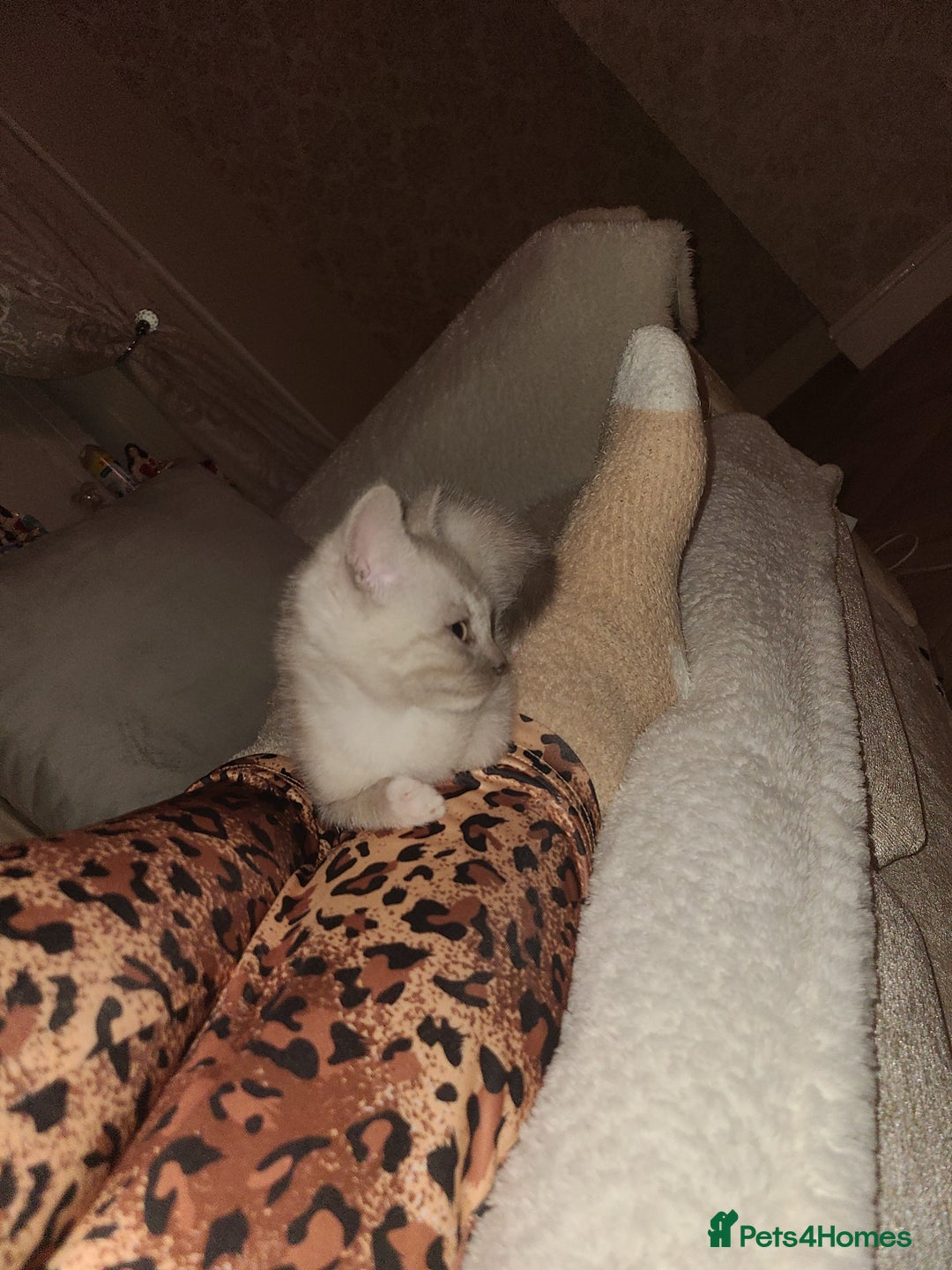 Mixed Breed cats for sale: Beautiful boy kitten available  - Advert 3