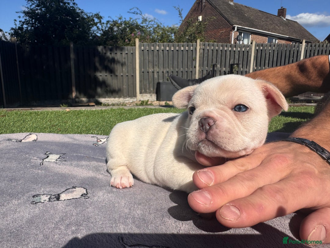 French Bulldog dogs for sale: KC FRENCH BULLDOG PUPPIES - READY NOW - Image 28
