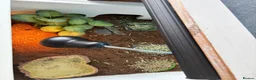 Hermann Tortoise reptiles for sale: Tortoise  in Leeds - Advert 3