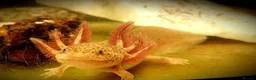 Other/Mixed Breed fish for sale: Axolotls - Advert 8