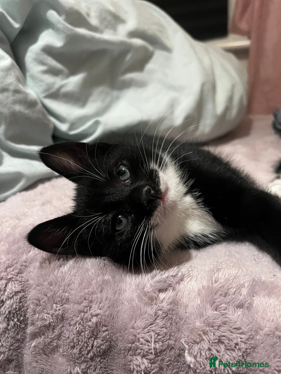 Mixed Breed cats for sale: 2 KITTENS 1 MALE 1 FEMALE  - Advert 2