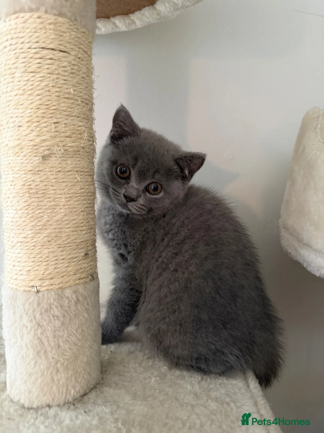 British Shorthair cats for sale:     Beautiful British Shorthair Kittens - Advert 1