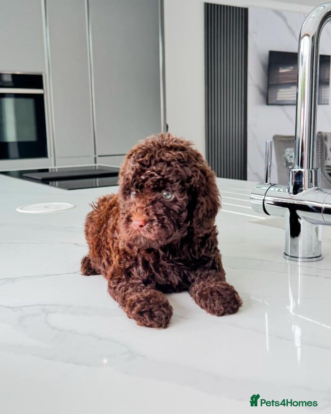 Cockapoo dogs for sale: Stunning Cockapoo Litter  - Image 7