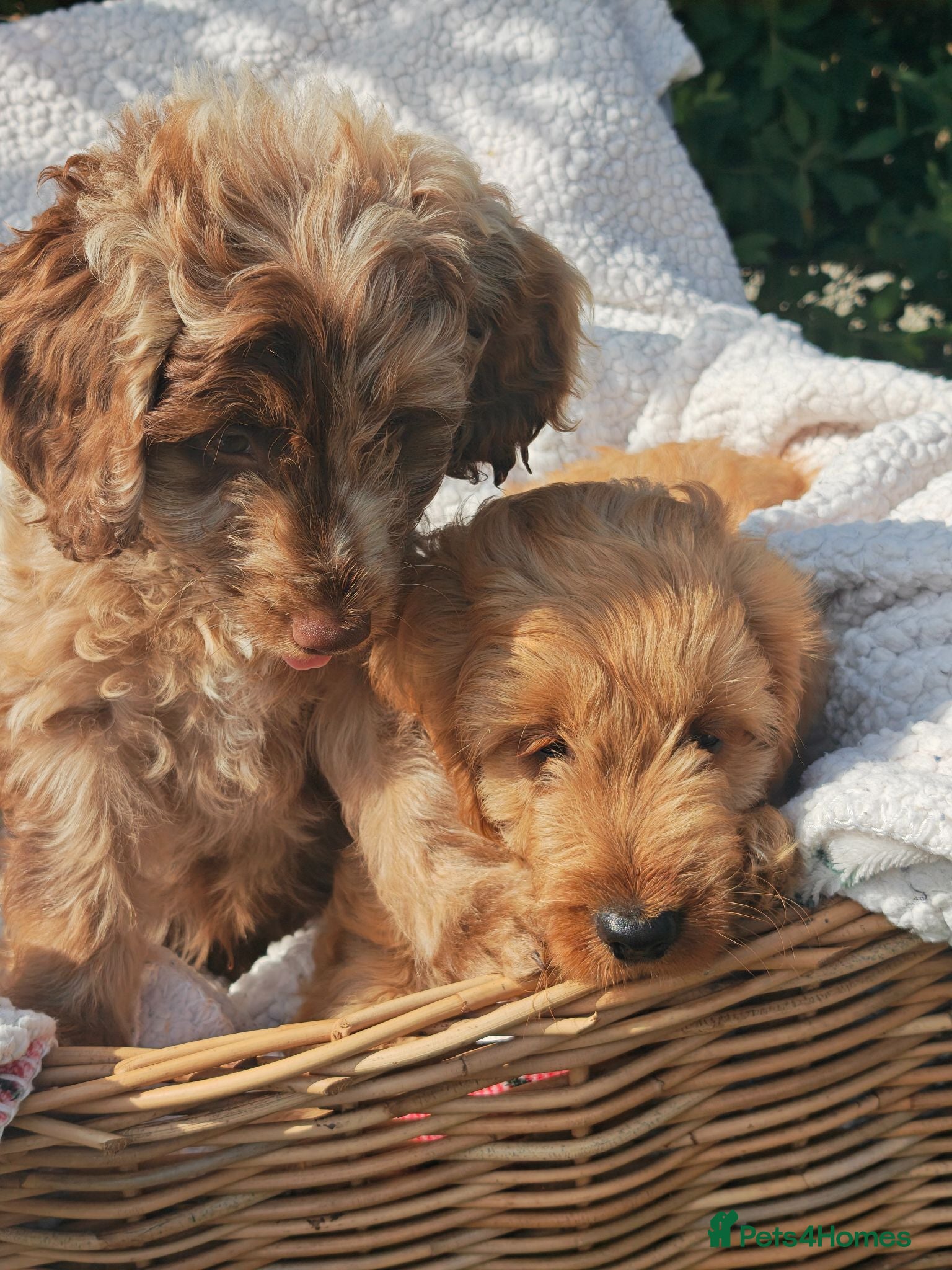 Cockapoo dogs 2 boy loving Cockapoo ready know  - Advert 13