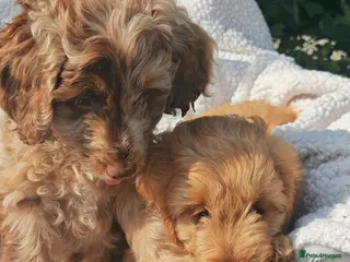 Cockapoo dogs 2 boy loving Cockapoo ready know - Advert 6