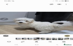 Maltese dogs for sale: Lovely maltese ready to go - Image 2