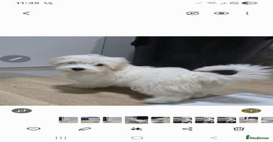 Maltese dogs - Advert 13