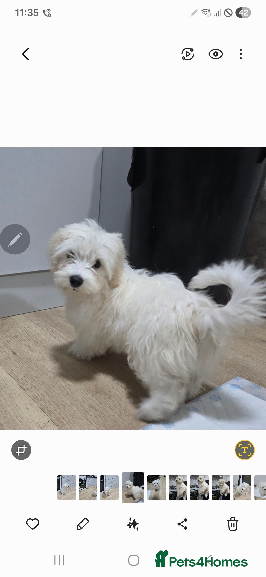 Maltese dogs for sale: Lovely maltese ready to go - Image 2