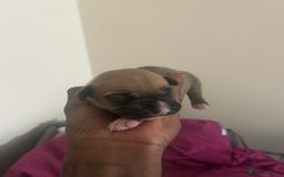 Mixed Breed dogs for sale: French bulldog mix - Image 13