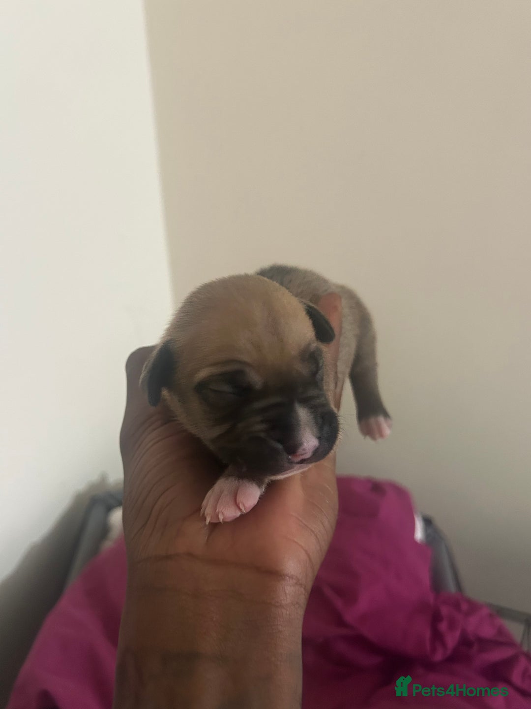 Mixed Breed dogs for sale: French bulldog mix - Image 13