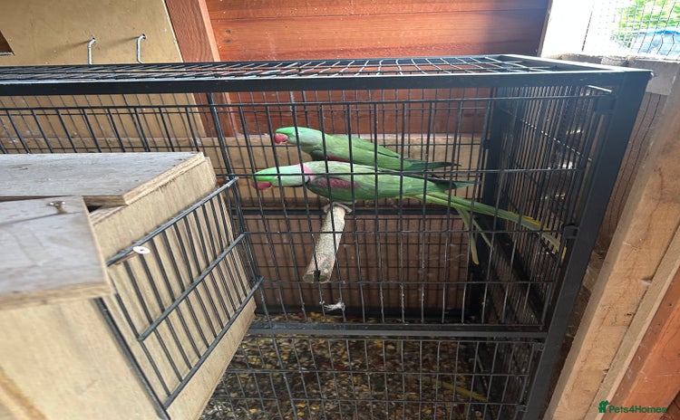 Budgerigars birds in Nelson - Advert 17