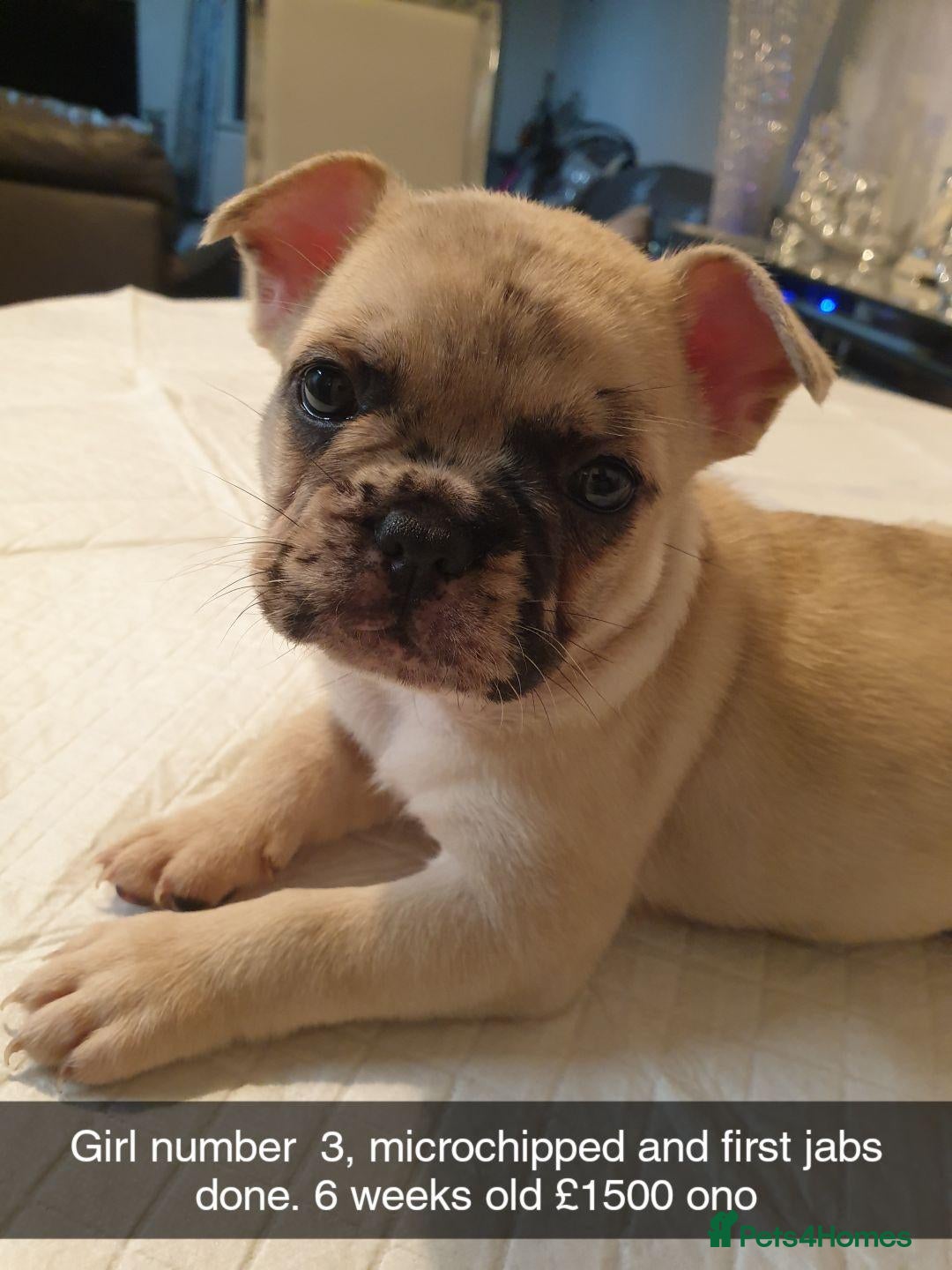 French Bulldog dogs 4 beautiful female French bulldogs  - Advert 8