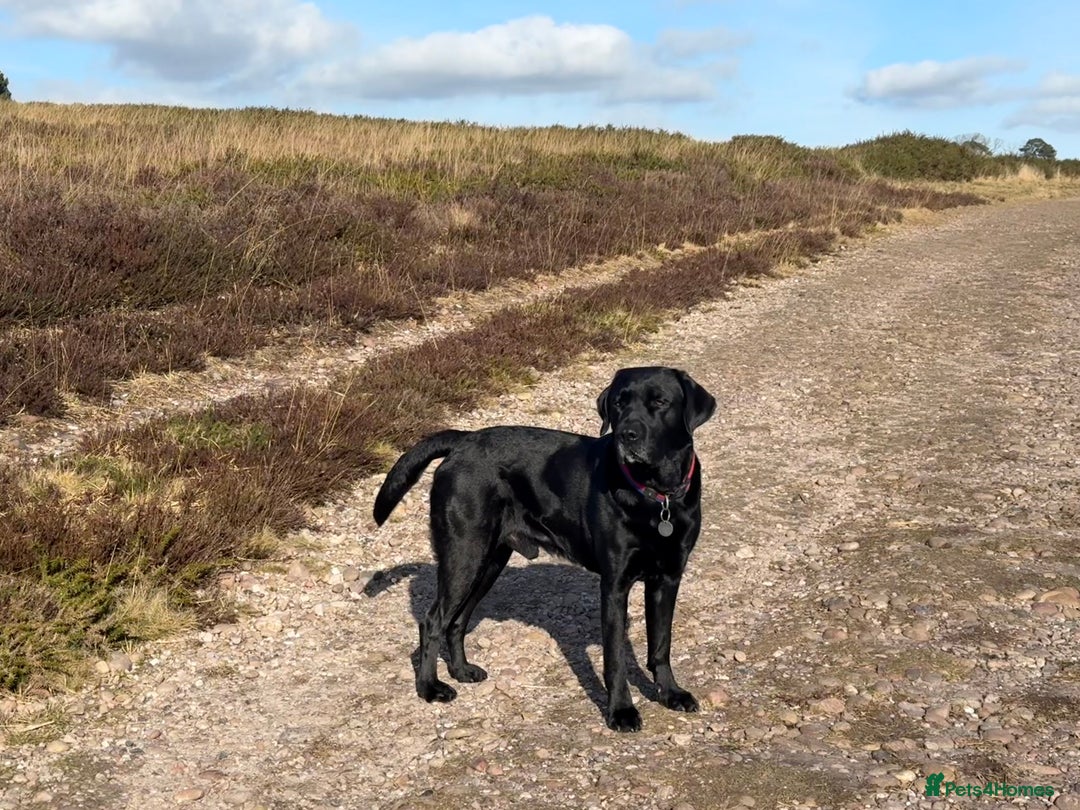 Labrador Retriever dogs for stud: Proven stud, KC reg & perfect family dog  - Advert 2
