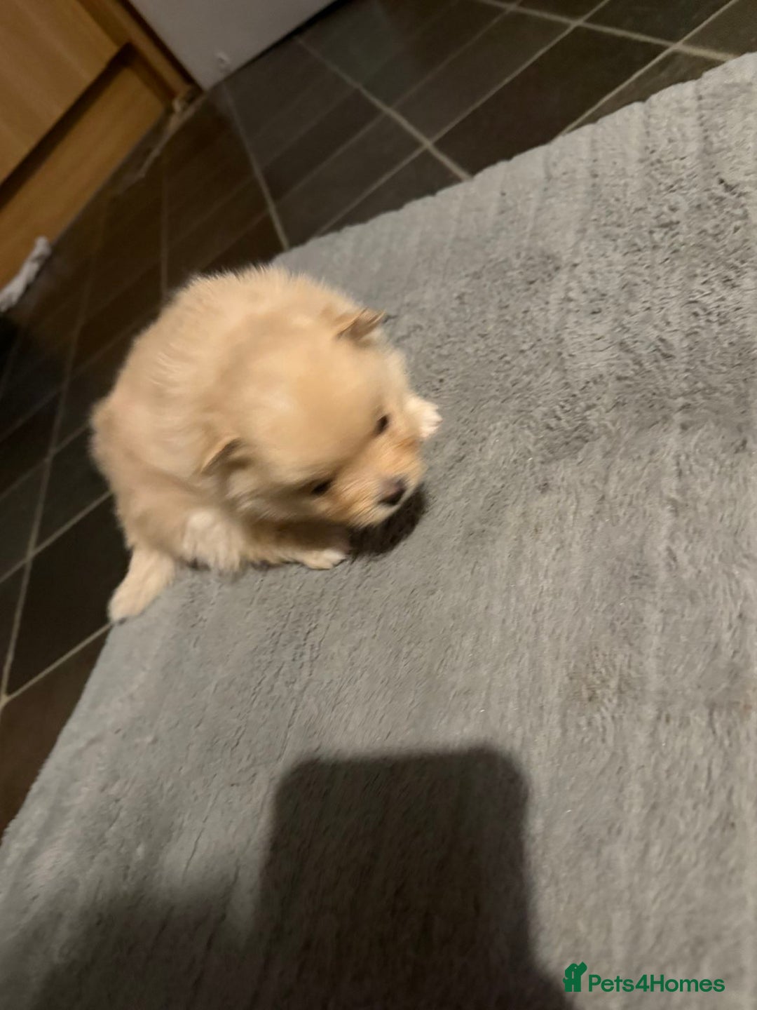 Pomeranian dogs for sale: Two Male Pomeranian’s!  - Advert 32